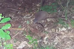 Round brown kiwi foraging in leaf litter on a forest floor at night