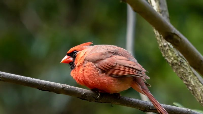 Bright red male northern cardinal perched on a branch