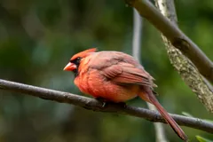 Northern Cardinal