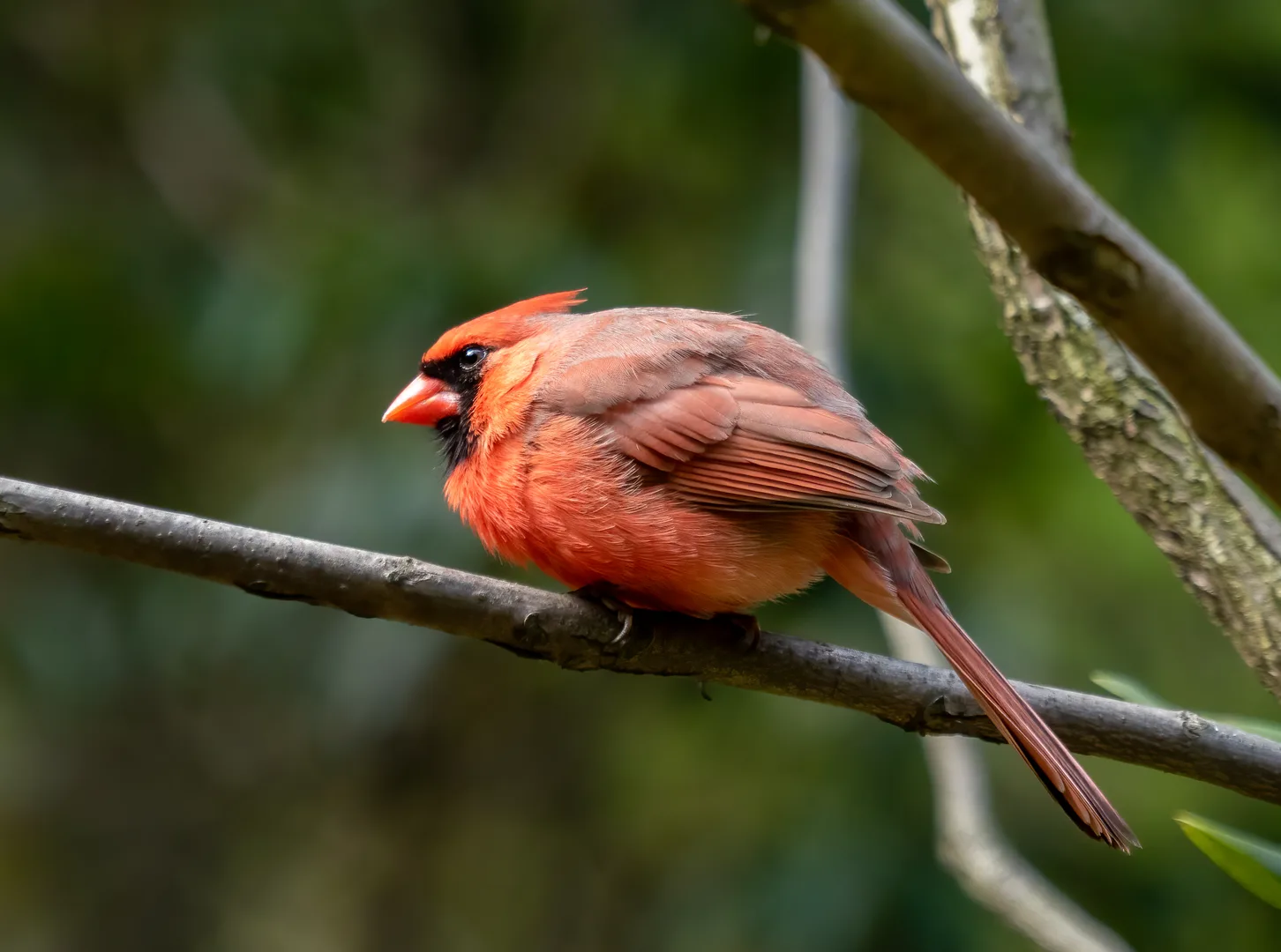 Northern Cardinal