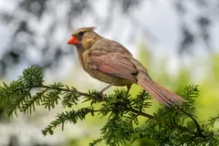 Tan female northern cardinal with a red bill on a conifer sprig