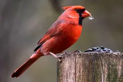 Red male cardinal with a black face on a wooden post