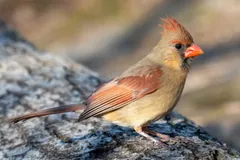 Female cardinal with a raised crest standing on a log