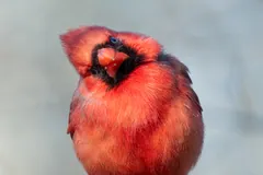 Male cardinal with its crest up, perched on a thin branch