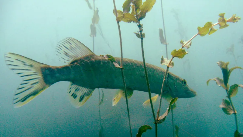 Northern pike with a long snout hanging still among water plants