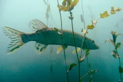 Northern pike with a long snout hanging still among water plants