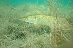 Pale spotted pike lying in a bed of underwater plants