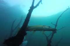 Pike hovering beside a sunken tree in blue lake water