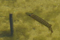 Young banded pike swimming over a muddy lake bottom
