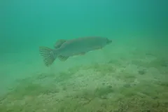Northern pike swimming over a sandy lake bed in green water