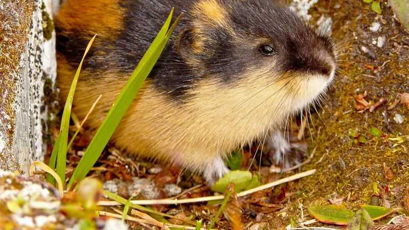 Norway lemming in its black, tawny and cream coat crouched among grass at a burrow mouth