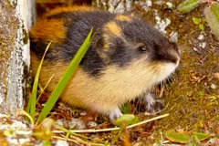 Norway lemming in its black, tawny and cream coat crouched among grass at a burrow mouth