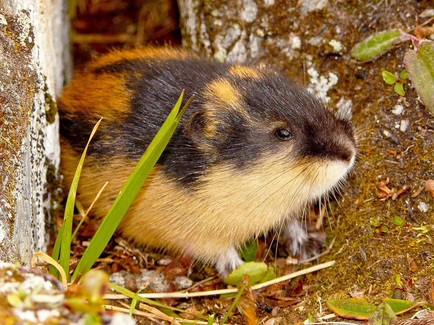 Norway Lemming