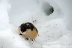 Norway lemming crossing snow beside a tunnel opening