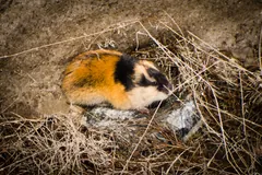 Norway lemming resting on a nest of dry grass in a hollow