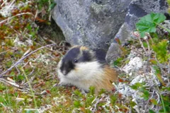 Norway lemming sitting up among mountain plants beside a boulder