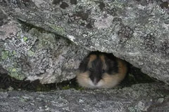 Norway lemming peering out from a gap under a lichen-covered rock