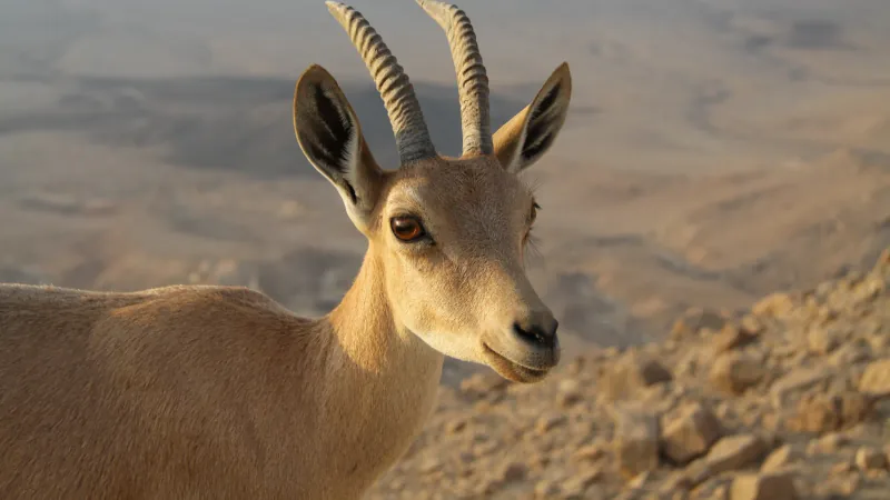 Male Nubian ibex with backward-sweeping knobby horns standing on desert plateau