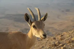 Nubian Ibex