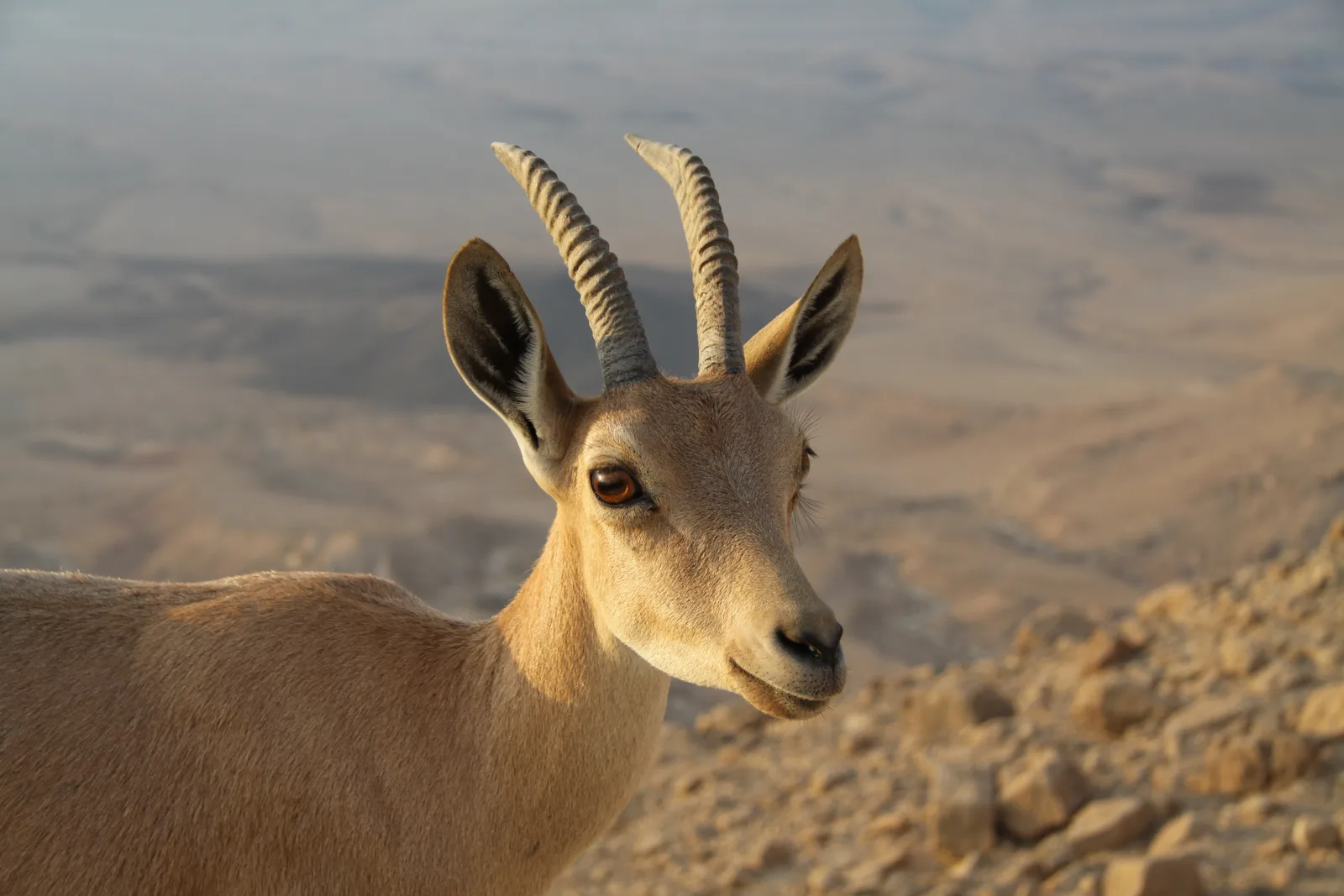 Nubian Ibex