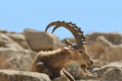 Nubian ibex navigating steep rocky precipices of Makhtesh Ramon crater
