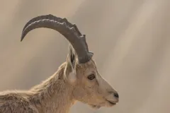 Nubian ibex perched serenely along arid Negev canyon edge