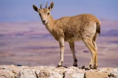 Young Nubian ibex demonstrating agile footing on sheer desert cliff