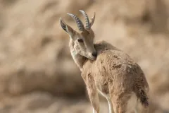 Adult Nubian ibex surveying mountain valleys in the Middle Eastern desert