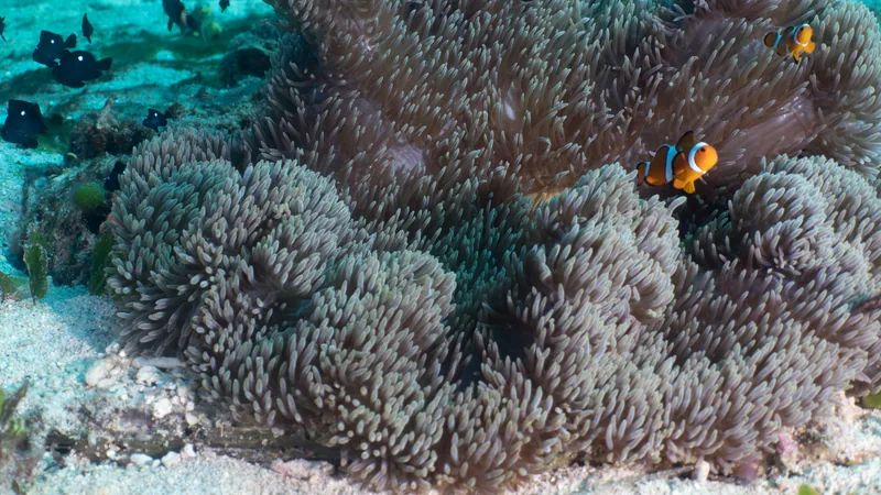 Three ocellaris clownfish over a large carpet anemone with threespot dascyllus nearby