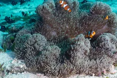 Ocellaris Clownfish