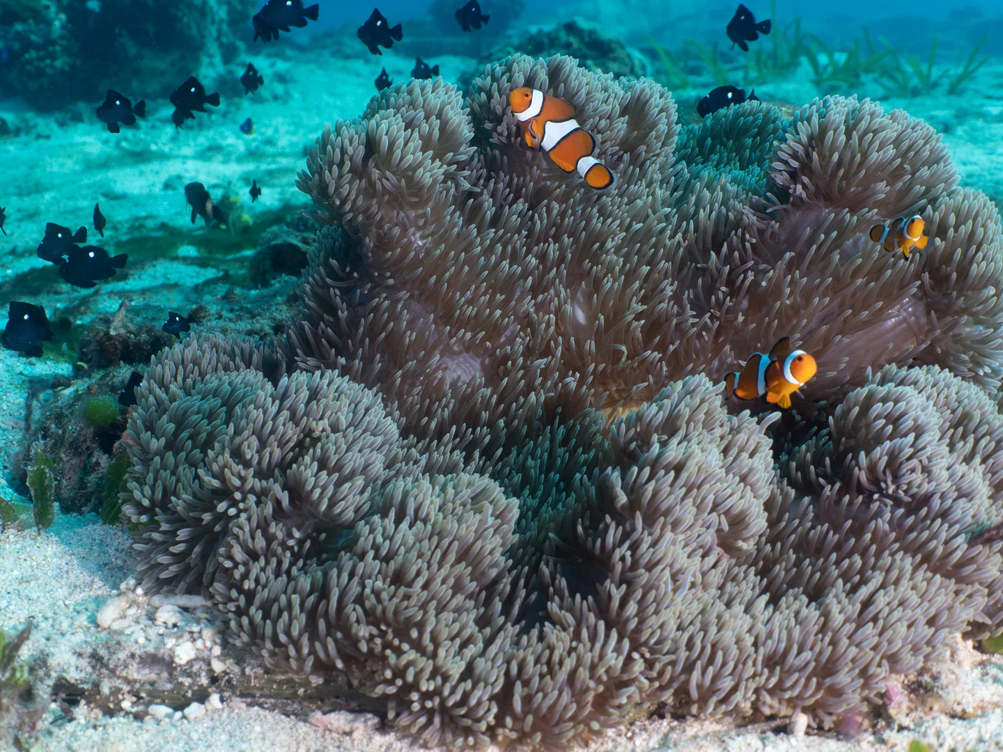 Three ocellaris clownfish over a large carpet anemone with threespot dascyllus nearby