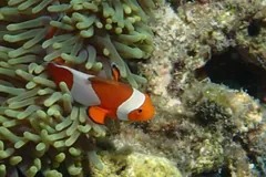 Ocellaris clownfish swimming at the edge of a green anemone beside rocky reef
