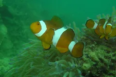 Three ocellaris clownfish hovering above anemone tentacles in green water