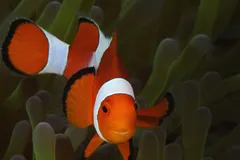 Ocellaris clownfish facing forward among pale green anemone tentacles