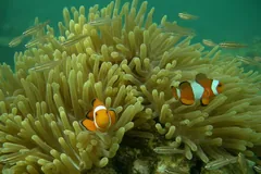 Two ocellaris clownfish in a pale anemone with small silver fish around them