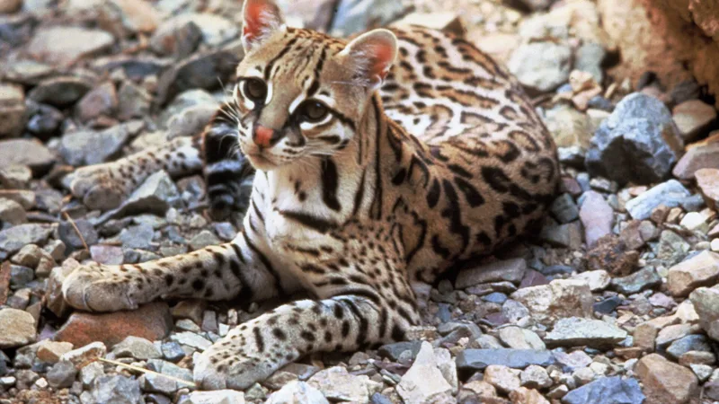 Ocelot in natural habitat
