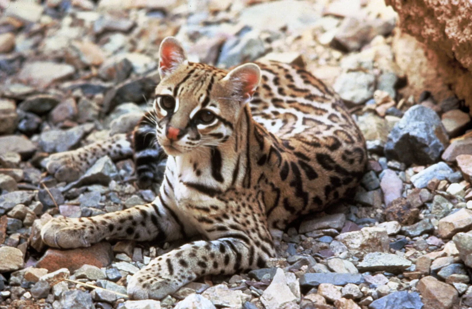 Ocelot in natural habitat
