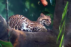 Ocelot in natural habitat