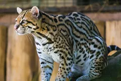 Ocelot in natural habitat
