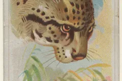 Ocelot in natural habitat