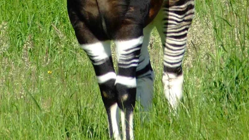 Okapi in natural habitat