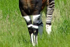 Okapi in natural habitat