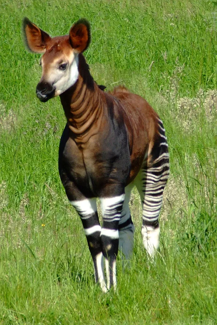Okapi in natural habitat