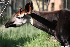 Okapi in natural habitat
