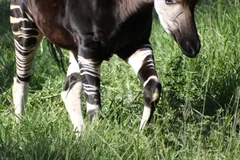 Okapi in natural habitat