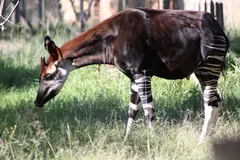 Okapi in natural habitat
