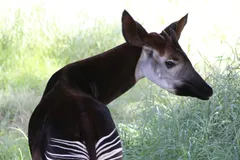 Okapi in natural habitat
