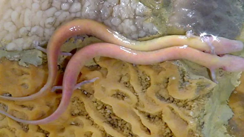 Olm (Proteus anguinus) displaying natural behavioral traits in wild habitat