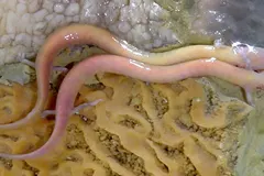 Olm (Proteus anguinus) displaying natural behavioral traits in wild habitat