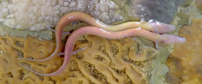 Olm (Proteus anguinus) displaying natural behavioral traits in wild habitat